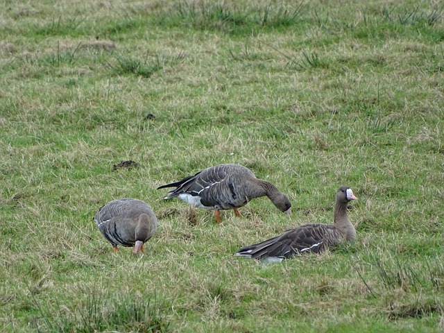 阻拦台湾民 阻拦台湾民